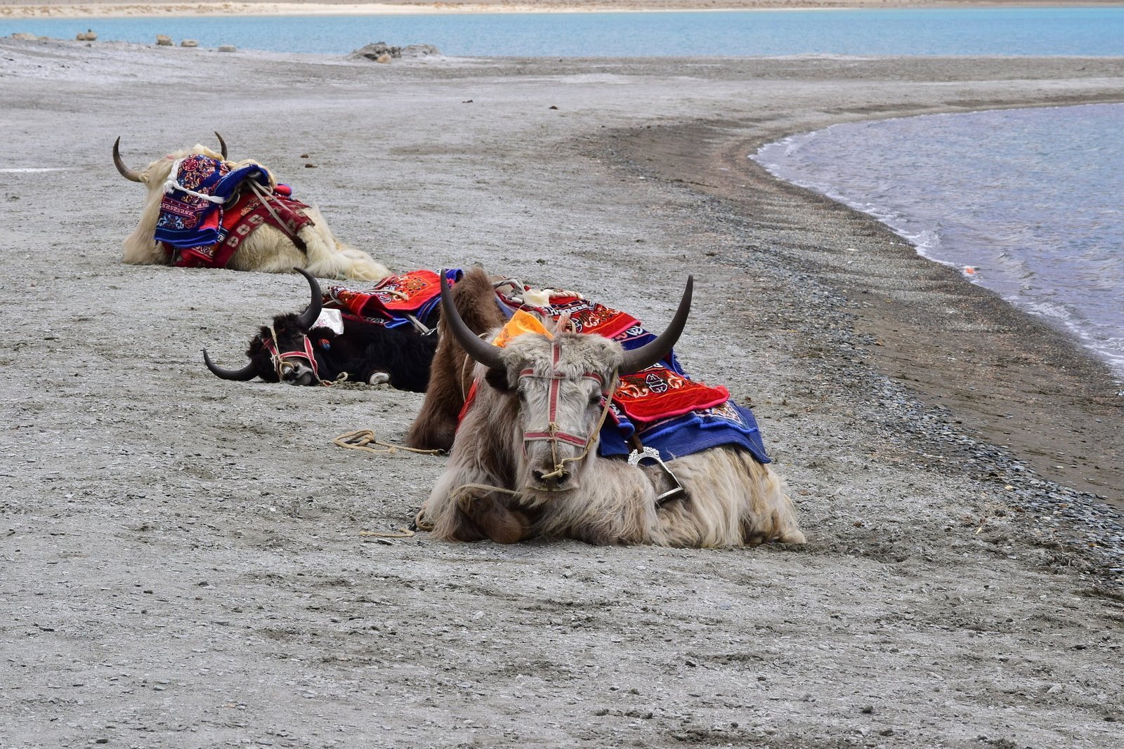 Yaks beside a high-altitude lake in Ladakh
